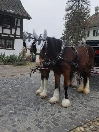 Camelot Shires Fuhrhalterei GmbH