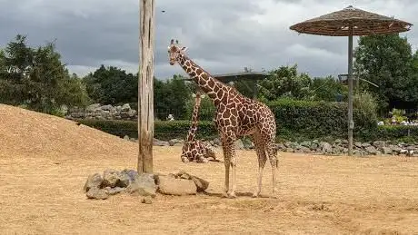 Reticulated Giraffes