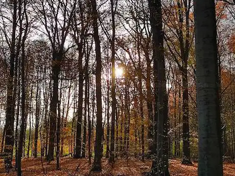 Photo de Makegemse bossen