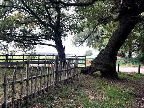 Photo de Parliament Oak
