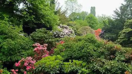 Rhododendron Tal