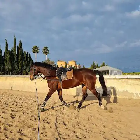 Photo de Sport Horses LC