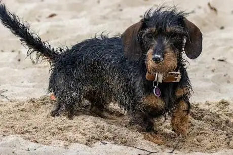 Shipstall Beach