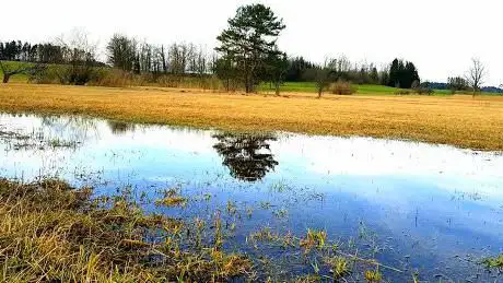 Zuzwiler Riet