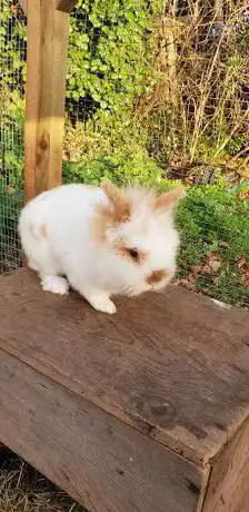 Marshmallow & Pippin