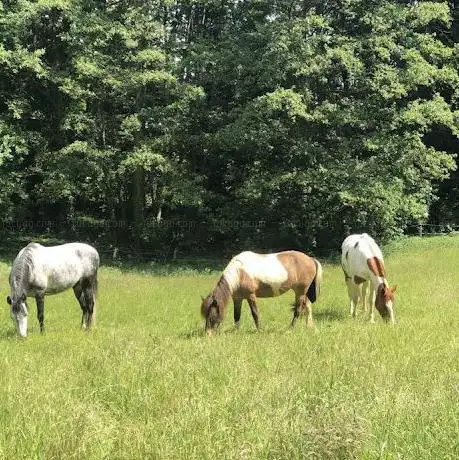 Pferd und Pfütze
