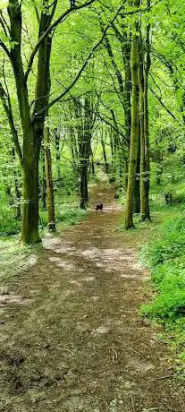 Saltram Amphitheatre