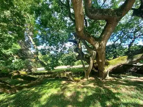 Sophora du Japon