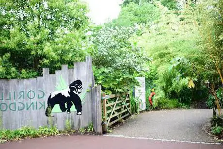 Photo de Gorilla Kingdom