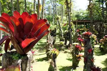 Photo de Martinique Excursions - Anoli Tours