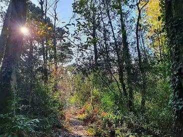 Photo de Cotor Woods