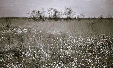Thorne Moors - National Nature Reserve
