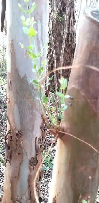 Photo de Forêt d'eucalyptus