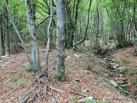 Faggeta sentiero Santa Giustina