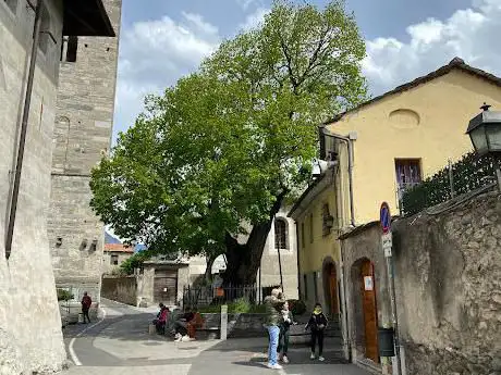 Tiglio di Sant'Orso