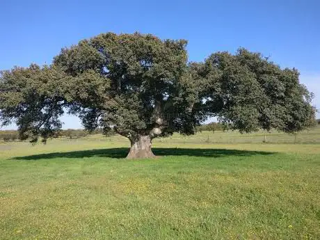Photo de Encina La Solana