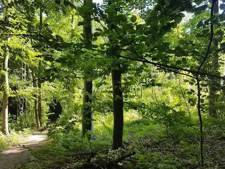Buechwäldli Kehrsatz