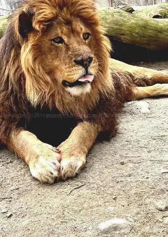 Photo de DEW Haven | Maine Zoo and Rescue