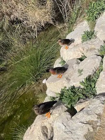 Photo de Hondo de las Fuentes