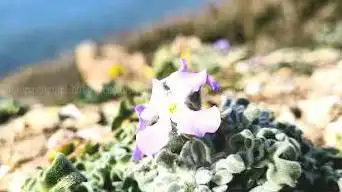 Ambiente animation nature