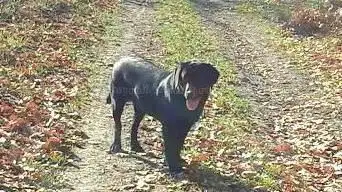 Photo de Elevage Erin Shores Labradors