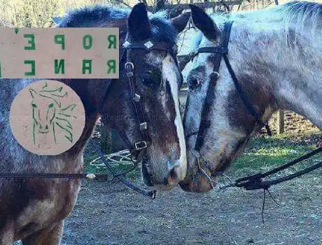 Photo de Rope's Ranch