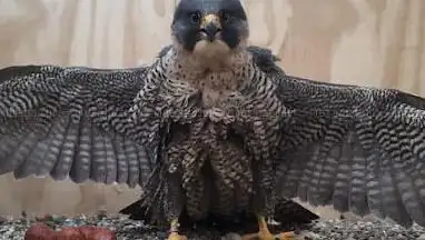 Photo de RAPAX® Birds of Prey