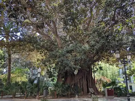 Photo de Higuera de BahÃa Moreton (Ficus macrophylla)