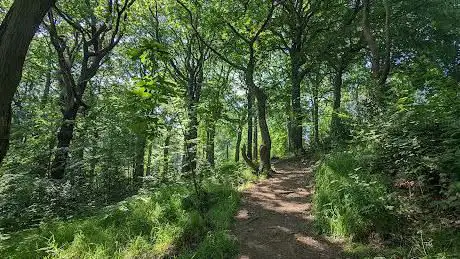 Walkley Bank Plantation