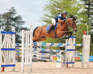 Photo de Ecurie Eric Le Grel - Elevage d'Ermac
