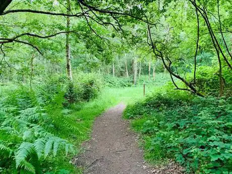 Stringers Common