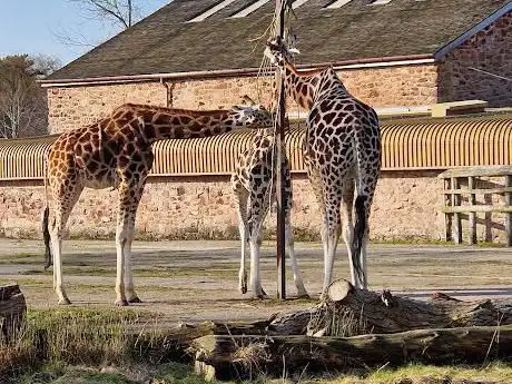 Photo de The Islands at Chester Zoo