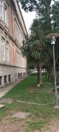 Ceiba Speciosa - Ãrbore singular