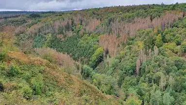 Hinterlandswald