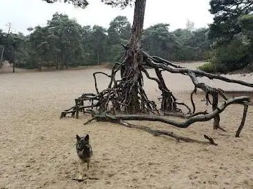Panbos - Utrechtslandschap