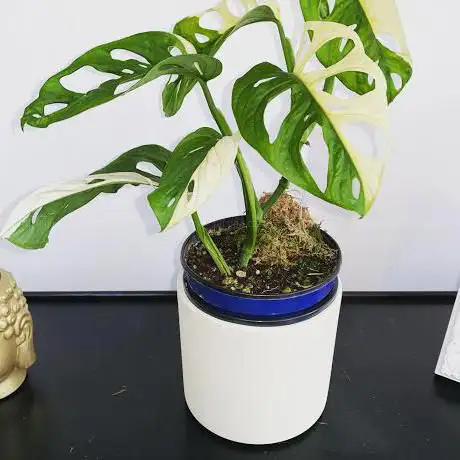 Photo de Variegated Plantsman