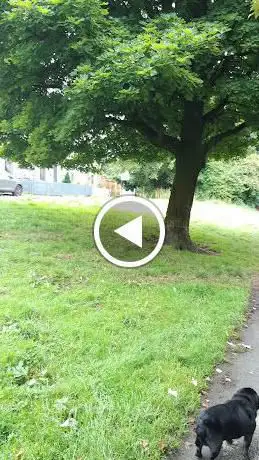 The white path