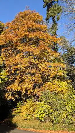 Headley Park