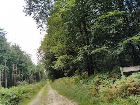 Forêt de Loudéac - Butte de Saint Guillaume