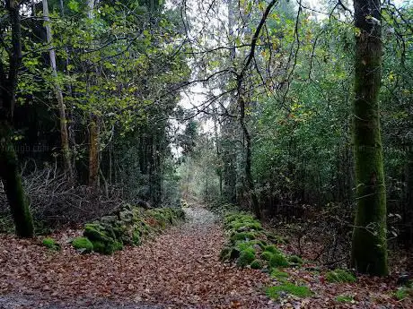 Parque Forestal de Camposancos