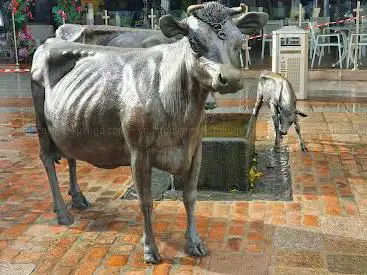 Photo de The Cows