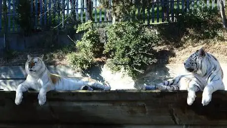 Photo de Tigers