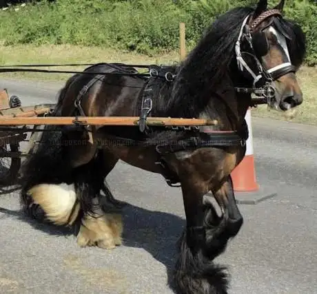 KB INTERNATIONAL STUD LTD