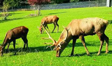Wildlife Park Peter and Paul