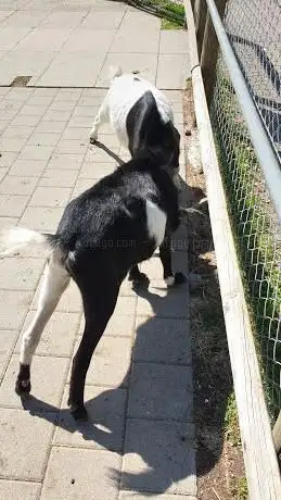 Streichel Zoo
