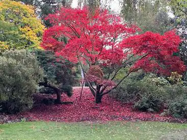 Photo de Peckham Rye Park & Common