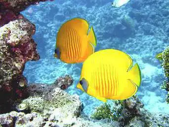 Calypso Plongée - Centre de plongée Martinique - Baptême - Exploration sous marine - Plongée de Nuit - Plongée sur épave - Centre de Formation - Les Trois Îlets - Martinique