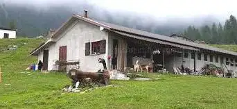 Chiot d'la Sella
