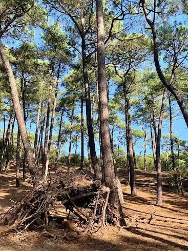 Photo de Forêt de La Pierre Attelée