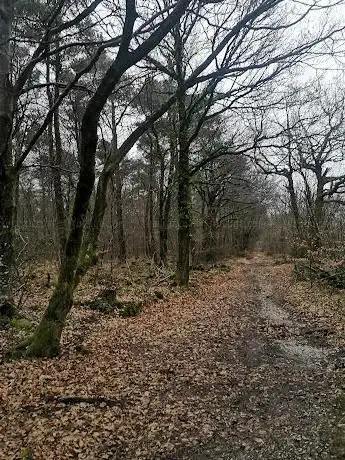 Farway Wood